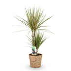 Green BoutiQ - Green is... Zimmerpflanzen - Dracaena Marginata Bicolor - Drachenbaum - Pflegeleicht - mit Korb - Grün - 1 Pflanze - Topf 17cm - Höhe 70-75cm