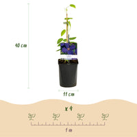 Green boutiQ - Klimplant - Clematis Tricolour  - Bloem Roze Wit Paars - Weinig onderhoud - 3 planten - Pot 11cm Hoogte 40cm