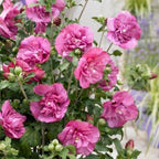 Green boutiQ - Plante sur tige - Hibiscus syriacus Magenta Chiffon® - Plante de terrasse - Caduc - Rustique - Fleur rose - Pot 19cm Hauteur 90cm