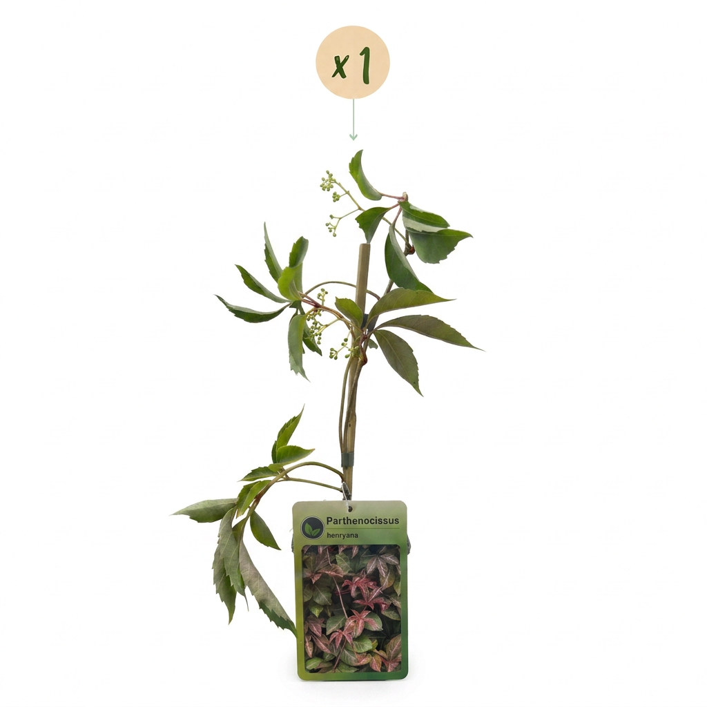 Parthenocissus henryana - Chinese Virginia Creeper - Green - Climber - Ø9cm - ↕35cm