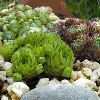 Green boutiQ - Bodembedekker - Winterhard -Sempervivum Big Sam - 8 Planten - Diversen kleuren - Weinig Onderhoud - Pot 14 Hoogte 17