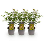 Green boutiQ - Plante de jardin - Acer palmatum Little Princess - Vert - 3 Plantes - Caduc - Peu d'entretien - Pot 12cm Hauteur 35cm