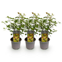 Green boutiQ - Tuinplant - Acer palmatum Little Princess - Groen - 3 Planten - Bladverliezend - Weinig Onderhoud - Pot 12cm Hoogte 35cm