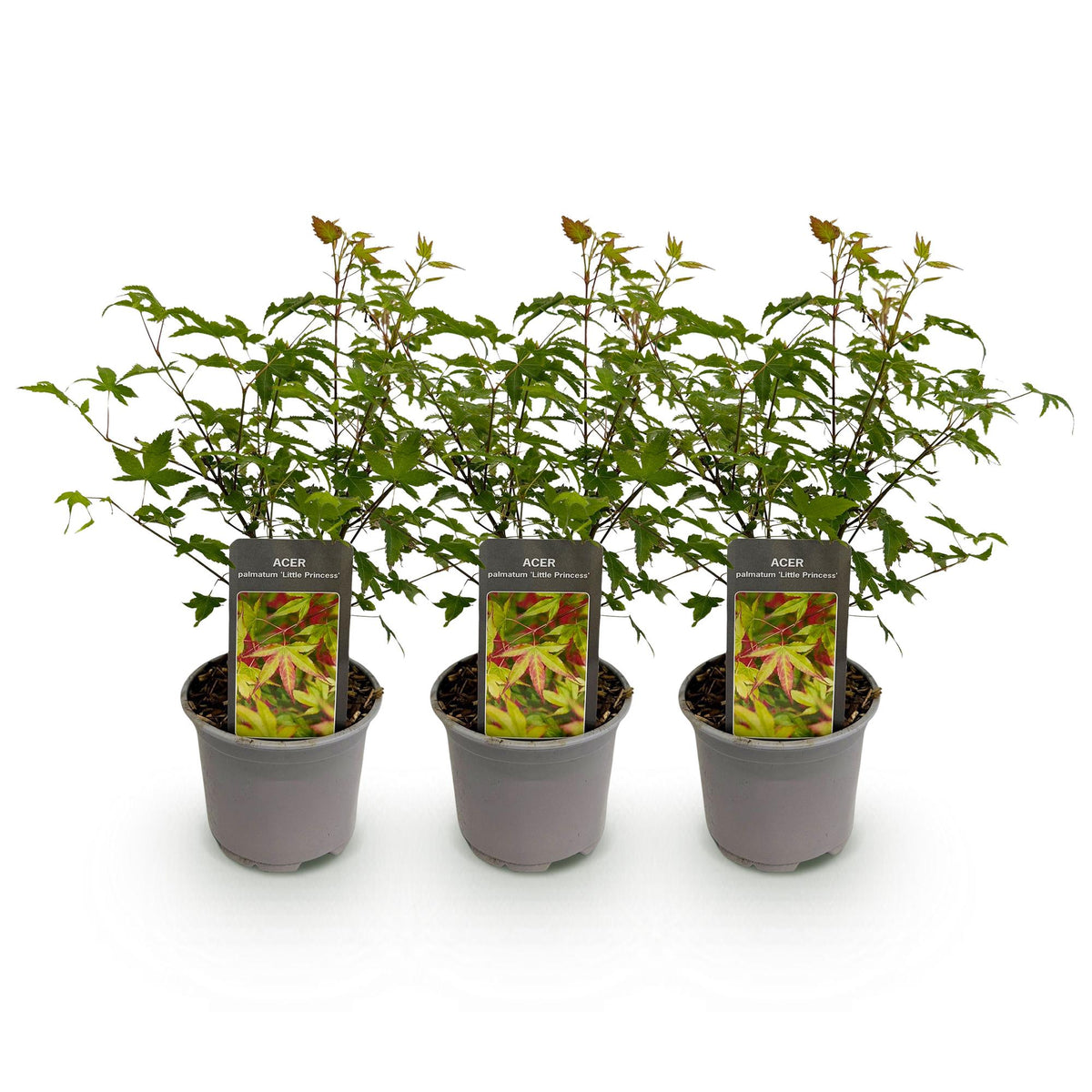 Green boutiQ - Plante de jardin - Acer palmatum Little Princess - Vert - 3 Plantes - Caduc - Peu d'entretien - Pot 12cm Hauteur 35cm