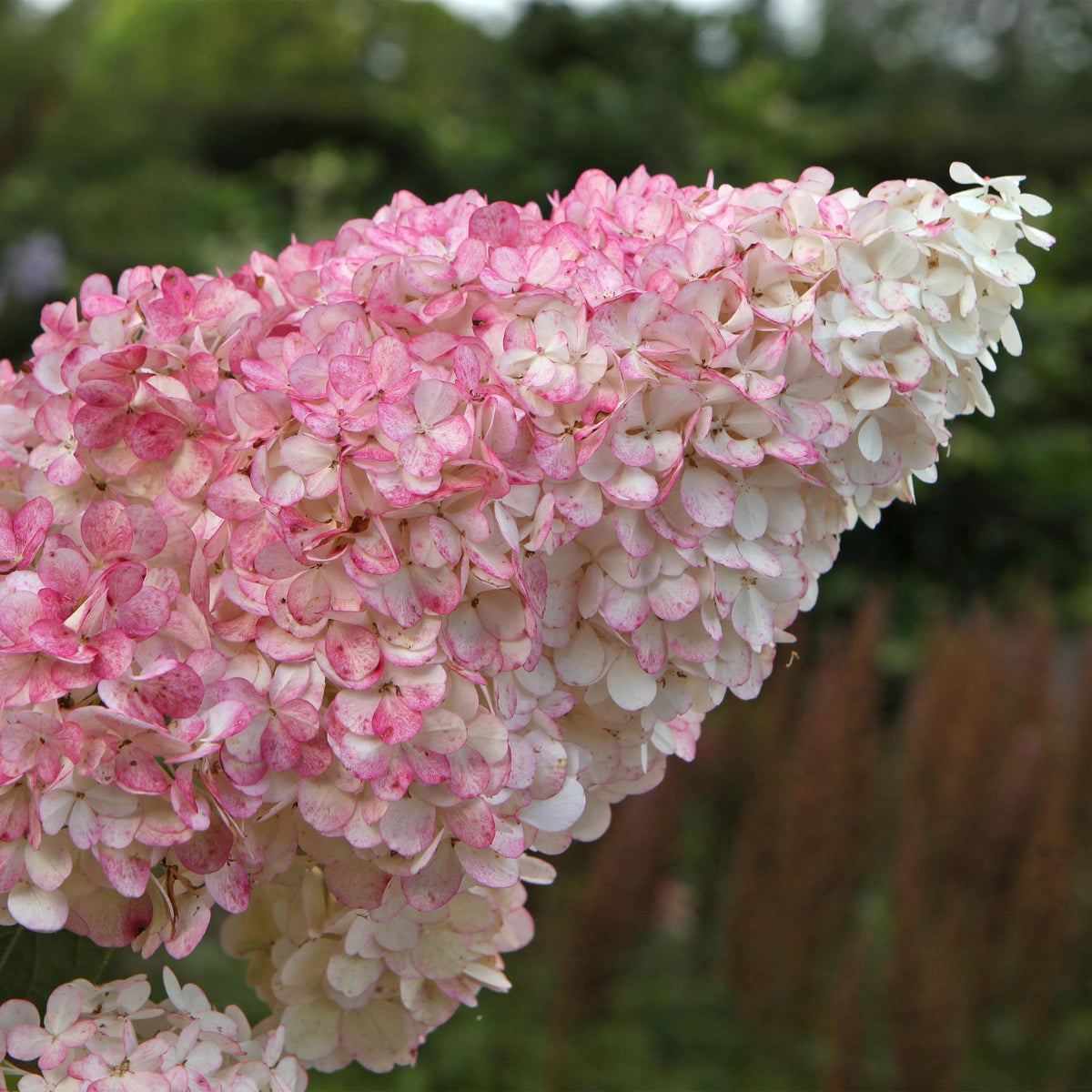 Green boutiQ - Hortensia paniculata - Hydrangea paniculata Vanille Fraise - Fleurs blanches et roses - 3 plantes pour 1 m² - Caduc - Grandes fleurs - Pot 17 cm - Hauteur 50 cm