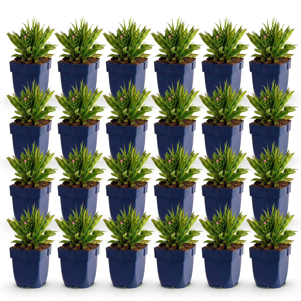 Green boutiQ - Vasteplant - Aster Wood's Pink - Pluimspirea - Bijen en Vlinderlokkers - Roze - 24 Planten - Pot 11cm - Hoogte 15-25cm