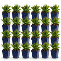 Green boutiQ - Vasteplant - Aster Wood's Pink - Pluimspirea - Bijen en Vlinderlokkers - Roze - 24 Planten - Pot 11cm - Hoogte 15-25cm