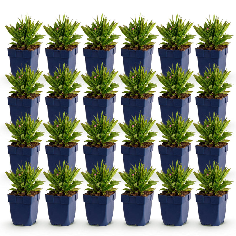 Green boutiQ - Vasteplant - Aster Wood's Pink - Pluimspirea - Bijen en Vlinderlokkers - Roze - 24 Planten - Pot 11cm - Hoogte 15-25cm