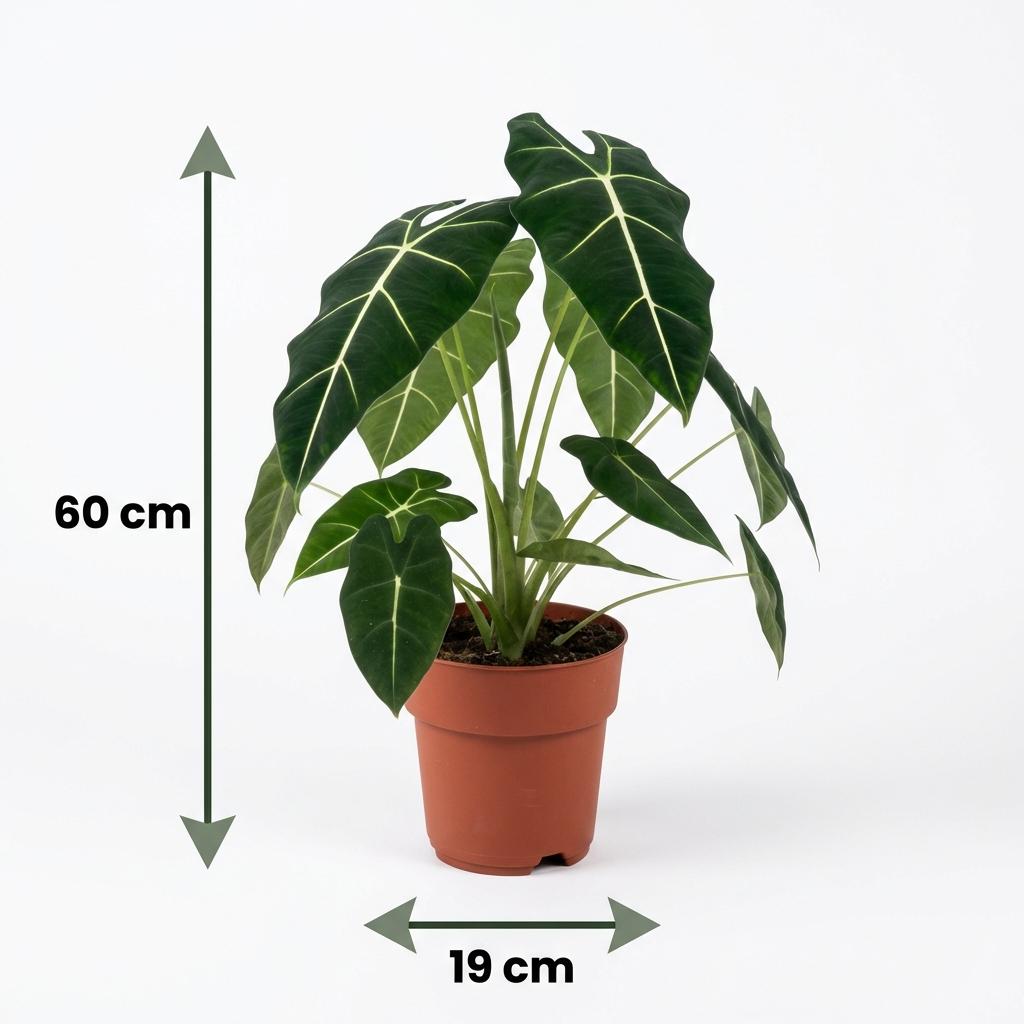 Green boutiQ - Zimmerpflanze - Elefantenohr - Alocasia Frydek - Grün - Pflegeleicht - 1 Pflanze - Topf 19 cm - Höhe 60 cm