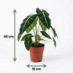Green boutiQ - Zimmerpflanze - Elefantenohr - Alocasia Frydek - Grün - Pflegeleicht - 1 Pflanze - Topf 19 cm - Höhe 60 cm