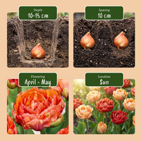 48x Tulipa Gudoshnik Double - Gevuldbloemige tulp Gudoshnik - Diversen - Voorjaarsbloeier - Bolmaat 11/12