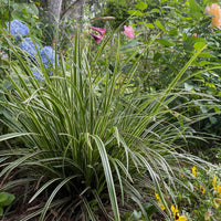 Green boutiQ - Siergrassen - Carex morrowii Ice Dance  - Wit & Groen - 2 Planten - Bladhoudend - Weinig Onderhoud - Pot 17cm Hoogte 50cm