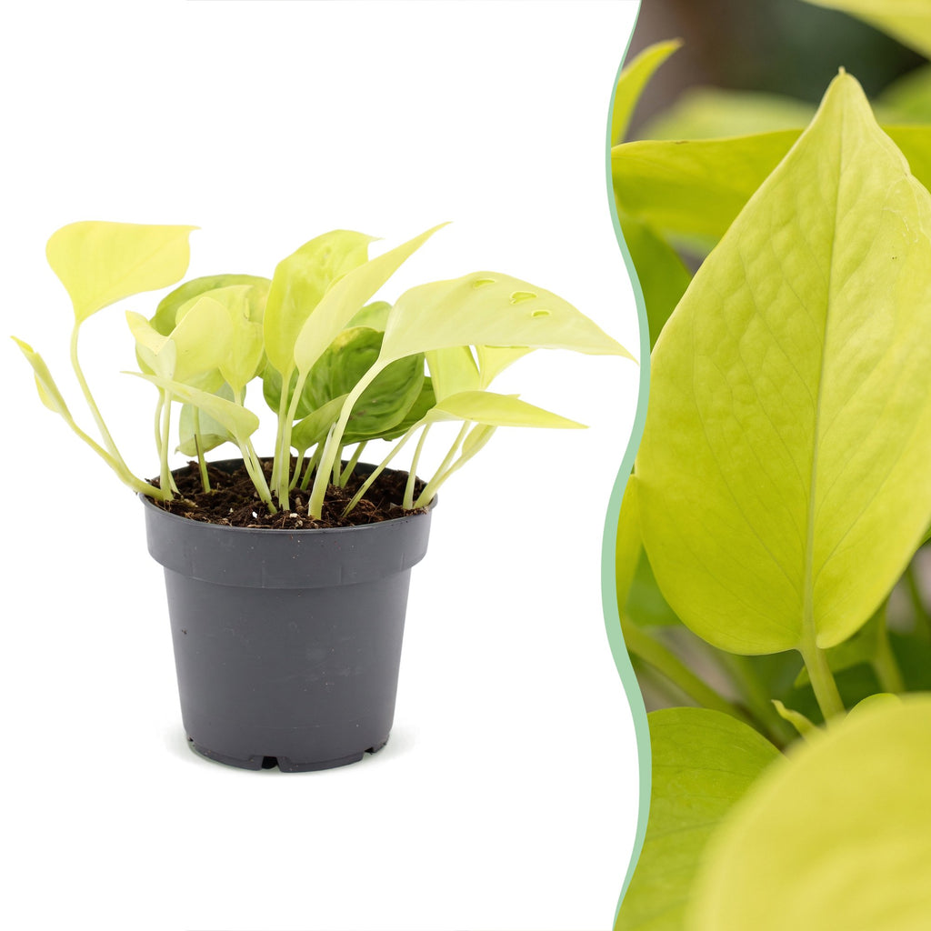 Epipremnum Champs Élysées - Champs Élysées Pothos - Yellow - Tropical - Ø12cm - ↕25cm