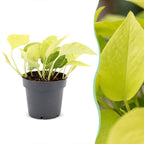 Epipremnum Champs Élysées - Champs Élysées Pothos - Yellow - Tropical - Ø12cm - ↕25cm