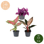 3x Baby Paradise Mix - Various colours - Tropical - Ø6cm - ↕10-15cm