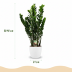 Green boutiQ - Plante d'intérieur - Zamioculcas - Zamioculcas Zamiifolia - Vert - Peu d'entretien - 1 plante - avec pot blanc - Pot 21 cm - Hauteur 80 - 90 cm