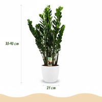 Green boutiQ - Kamerplant - Zamioculcas - Zamioculcas Zamiifolia - Groen - Weinig onderhoud - 1 Plant - met Potter Wit - Pot 21cm - Hoogte 80 - 90cm