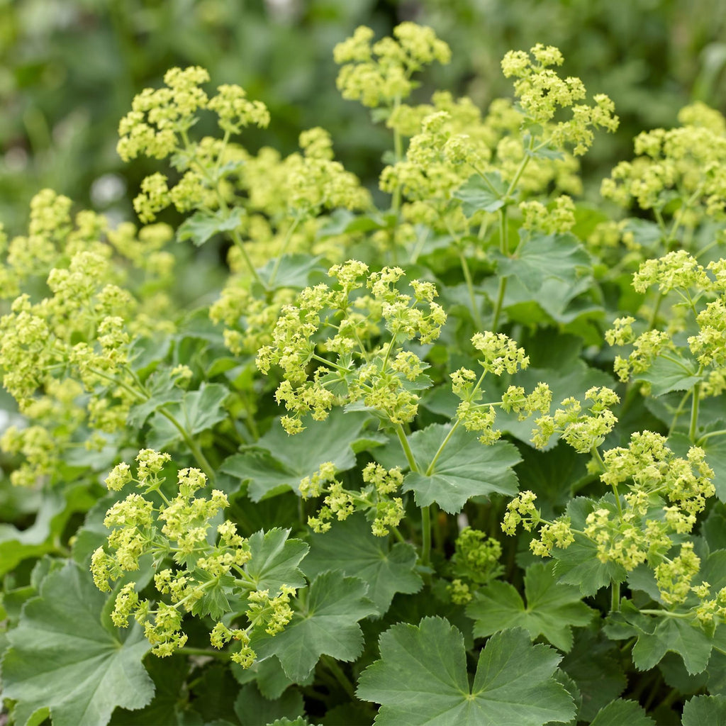Green boutiQ - Stauden - Alchemilla mollis - Frauenmantel - Bodendeckend - Gelb - 24 Pflanzen - Topf 11cm - Höhe 15-25cm
