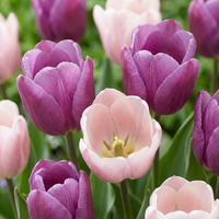 96x Tulipa Macron mix - Tulp Macron mix - Diversen - Voorjaarsbloeier - Bolmaat 11/12