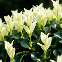Green boutiQ - Haagplanten - Euonymus japonica Paloma Blanca - Blad Groen en Wit - 8 Planten - 1 Strekkende Meter - Groenblijvend - Pot 9cm Hoogte 30-35cm