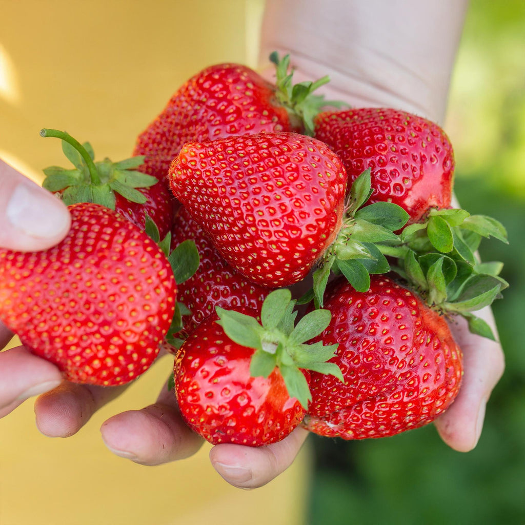 Green boutiQ - Plants fruitiers - Fraisier - Fragaria Maxim - Rustique - 6 plantes - Pot 9 cm - Fraise rouge