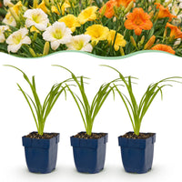 Green boutiQ - Vasteplant - Hemerocallis Tricolour - Daglelie - Bijen- en vlinderlokkers - Creme - Geel - Rood - 24 Planten - Pot 11cm - Hoogte 15-25cm