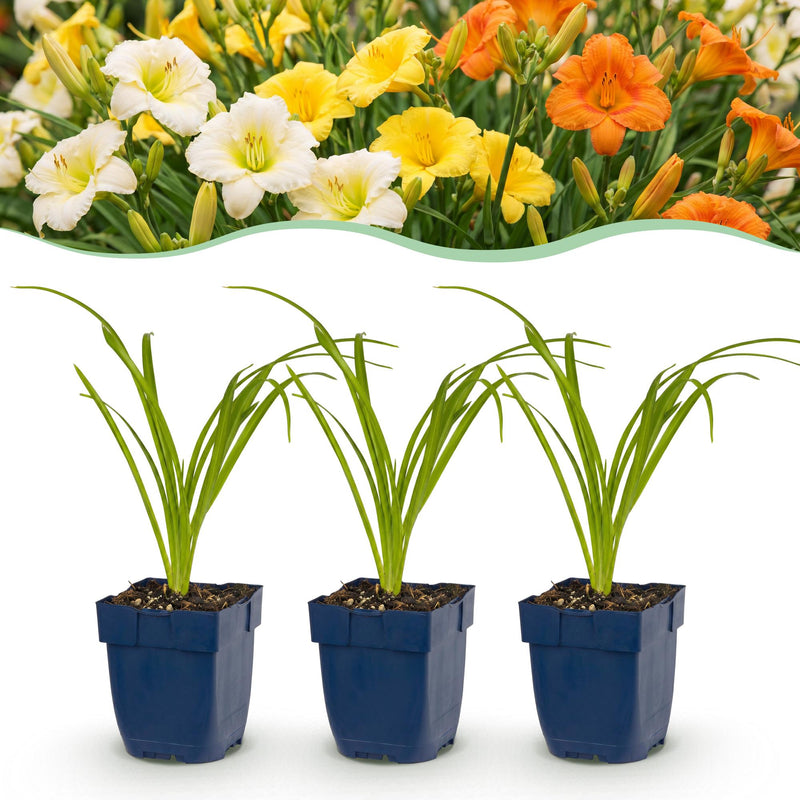 Green boutiQ - Vasteplant - Hemerocallis Tricolour - Daglelie - Bijen- en vlinderlokkers - Creme - Geel - Rood - 24 Planten - Pot 11cm - Hoogte 15-25cm