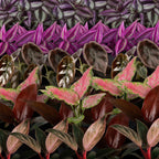 6x Baby Paradise Mix - Various colours - Tropical - incl. Copper Reef - Ø6cm - ↕10-15cm