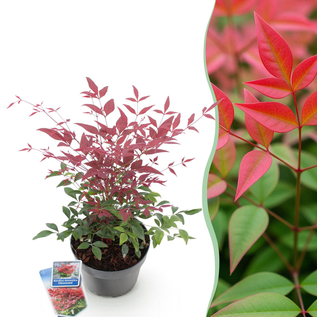 Green boutiQ - Plante de jardin - Nandina Obsessed - Rouge - 1 plante - Persistant - Peu d'entretien - Pot 17 cm Hauteur 45 cm