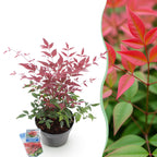 Green boutiQ - Plante de jardin - Nandina Obsessed - Rouge - 1 plante - Persistant - Peu d'entretien - Pot 17 cm Hauteur 45 cm