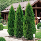 Green boutiQ - Haies - Thuja occidentalis Smaragd - feuillage vert - 6 plantes - 1 mètre linéaire - persistant - pot 17cm hauteur 60cm