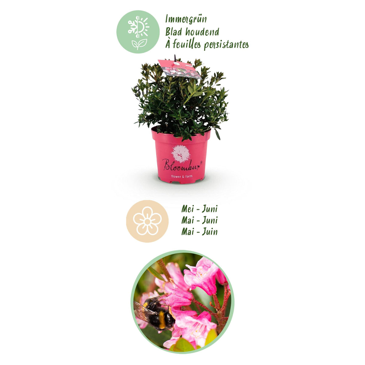 Green boutiQ - Rhododendron nain - Rhododendron Bloombux Magenta - Buis fleuri - Peu d'entretien - Fleur rose - 6 plantes - Pot 17cm - Hauteur 30-40cm