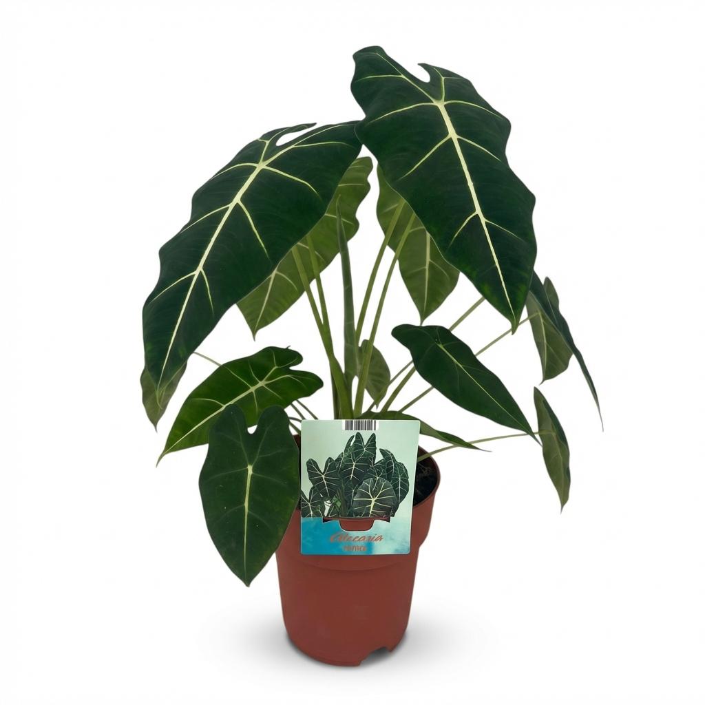 Green boutiQ - Plante d'intérieur - Oreille d'éléphant - Alocasia Frydek - Vert - Peu d'entretien - 1 plante - Pot 19cm - Hauteur 60cm