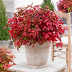 Green boutiQ - Plante d'extérieur - Nandina Blush Pink - Rose foncé - 1 plante - Persistant - Peu d'entretien - Pot 17cm Hauteur 40cm