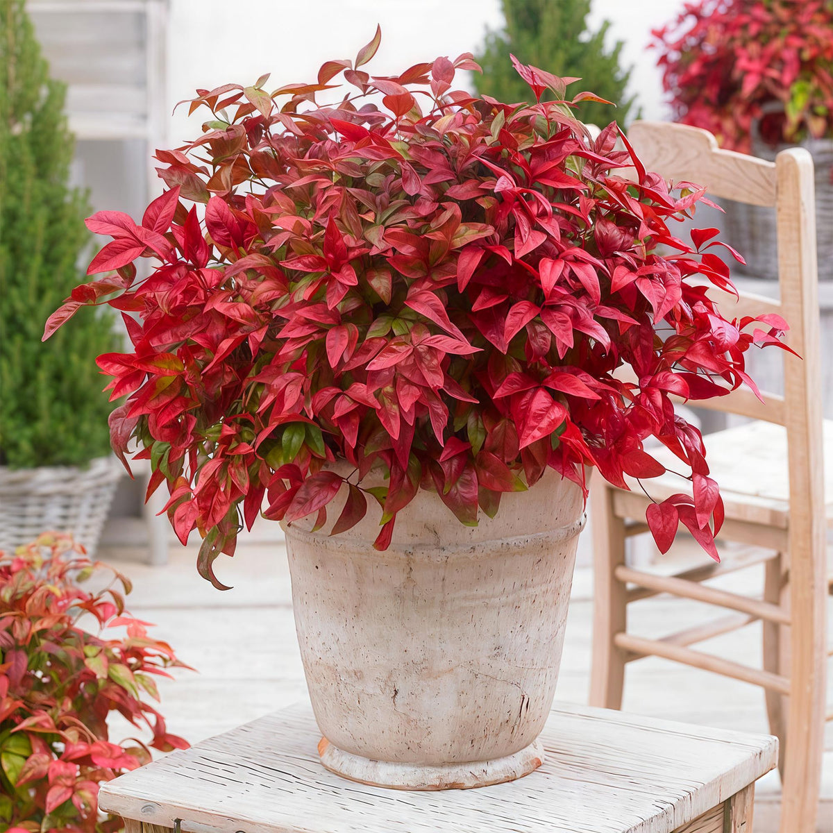 Green boutiQ - Plante d'extérieur - Nandina Blush Pink - Rose foncé - 1 plante - Persistant - Peu d'entretien - Pot 17cm Hauteur 40cm