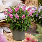 Green boutiQ - Gartenpflanze - Buddleja davidii Butterfly Candy Little Pink - Schmetterlingsflieder - Kompakt - Rosa - 3 Pflanzen - Topf 12cm - Höhe 20-25cm