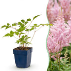 Green boutiQ - Plante vivace - Astilbe (J) Europa - Astilbe - Ombre - Rose - 6 plantes - Pot 11cm - Hauteur 15-25cm