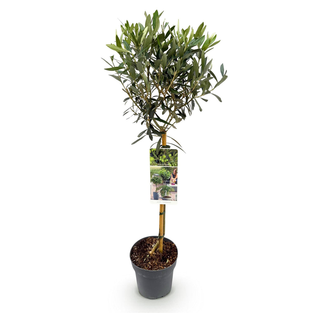 Green boutiQ - Plante sur tige - Olea Europaea - Plante de terrasse - Persistante - Rustique - Feuillage vert olive - Pot 19cm Hauteur 90cm