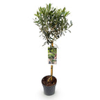 Green boutiQ - Plante sur tige - Olea Europaea - Plante de terrasse - Persistante - Rustique - Feuillage vert olive - Pot 19cm Hauteur 90cm