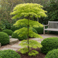 Green boutiQ - Terrasplant - Japanse Esdoorn - Acer palmatum Koto-no-ito - Groen - 1 Plant - Bladverliezend - Pot 19cm Hoogte 70cm