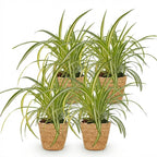 Green boutiQ - Plante d'intérieur - Chlorophytum comosum Variegatum - Phalangère panachée - Plante adaptée aux animaux de compagnie - Vert - 4 plantes - avec panier - Pot 12cm - Hauteur 20cm