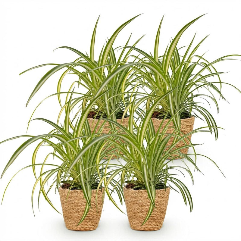 Green boutiQ - Kamerplant - Chlorophytum comosum Variegatum - Bonte Graslelie - Huisdiervriendelijke Plant - Groen - 4 Planten - met Mand - Pot 12cm - Hoogte 20cm