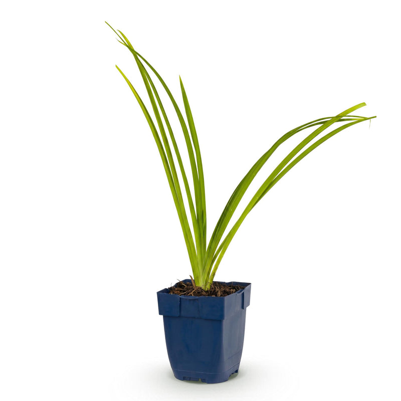 Green boutiQ - Vasteplant - Hemerocallis Pink Damask - Daglelie - Bijen en Vlinderlokkers - Roze - 1 Plant - Pot 11cm - Hoogte 15-25cm