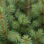 Picea glauca Conica - Dwarf Alberta Spruce - Green - Christmas tree - incl. basket - Ø17cm - ↕65cm