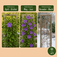 4x Clematis The President - Bosrank - Paars - Klimplant - Ø9cm - ↕35cm
