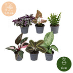 6x Baby Plants Surprise Box - Baby Plants Surprise Box - Various colours - Tropical - Ø6cm - ↕5-15cm