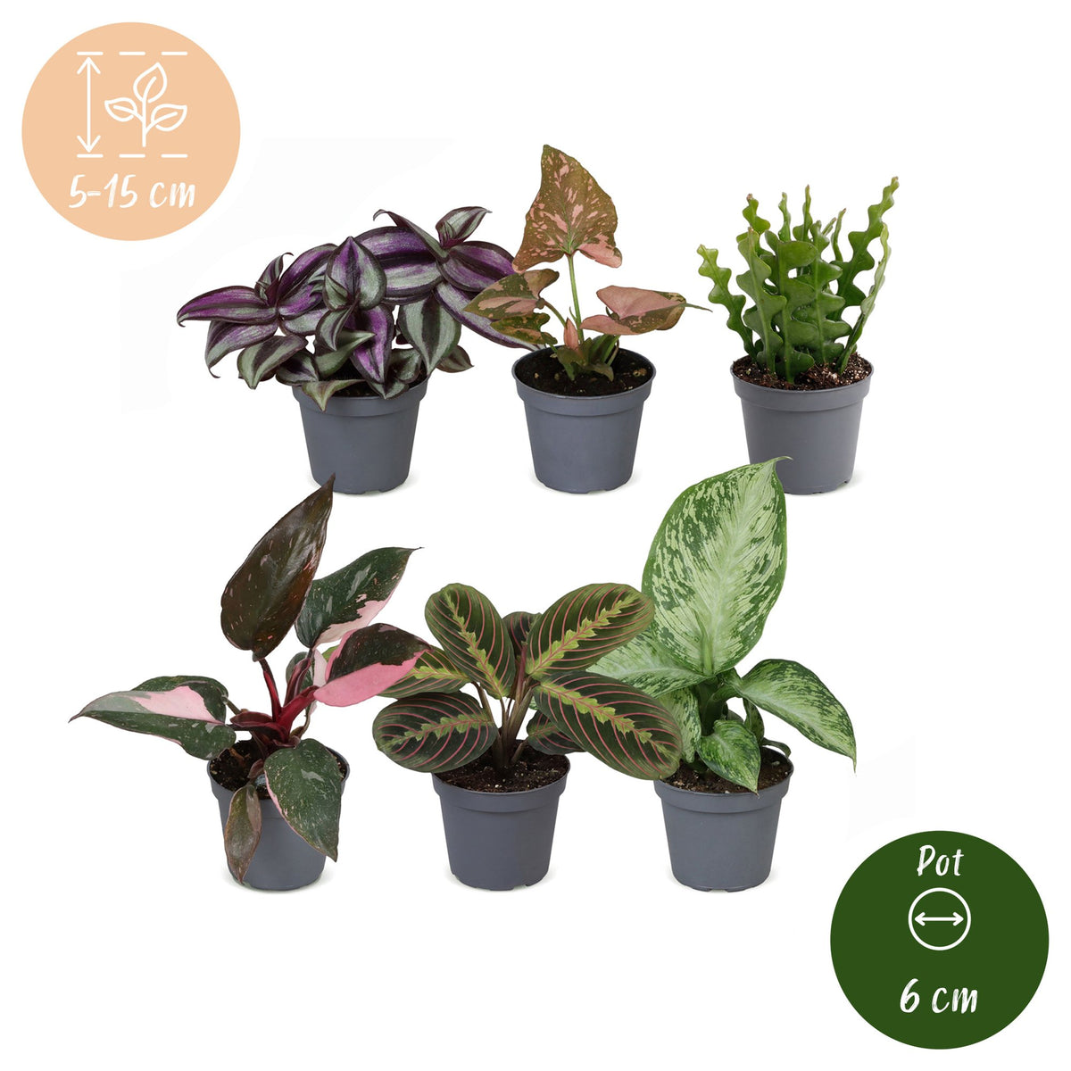6x Baby Plants Surprise Box - Baby Plants Surprise Box - Various colours - Tropical - Ø6cm - ↕5-15cm