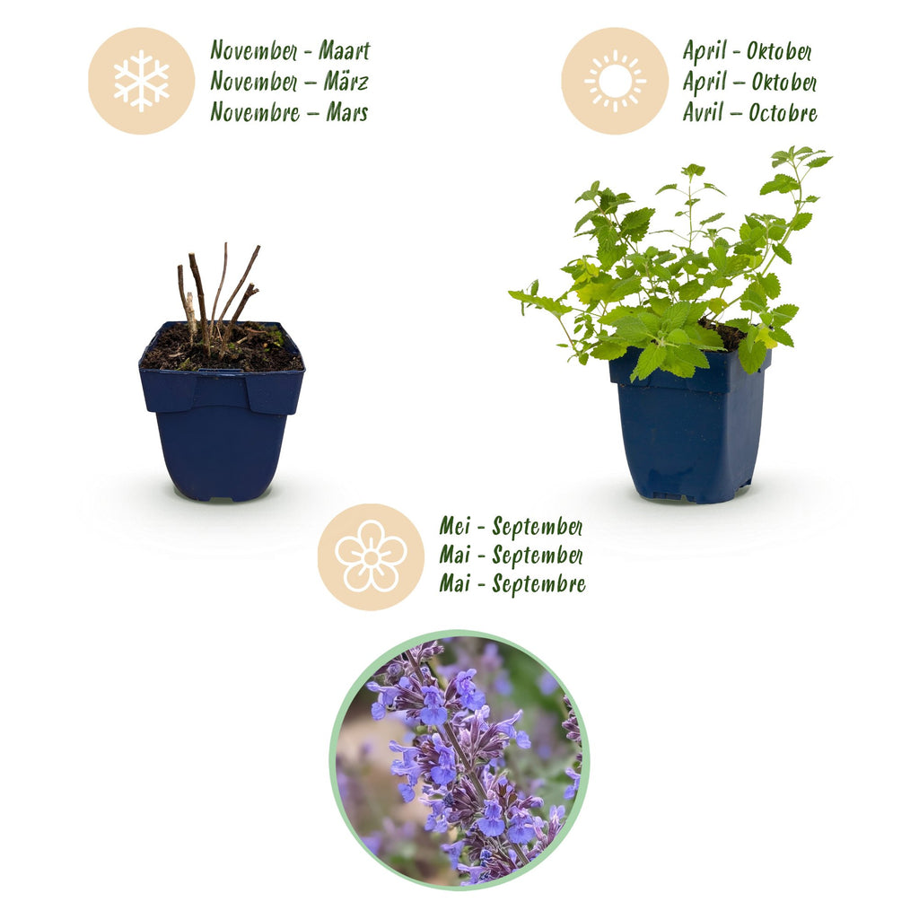 Green boutiQ - Vivace - Nepeta faassenii 'Six Hills Giant' - Herbe aux chats - Attire les abeilles et les papillons - Violet - 1 plante - Pot 11 cm - Hauteur 15-25 cm