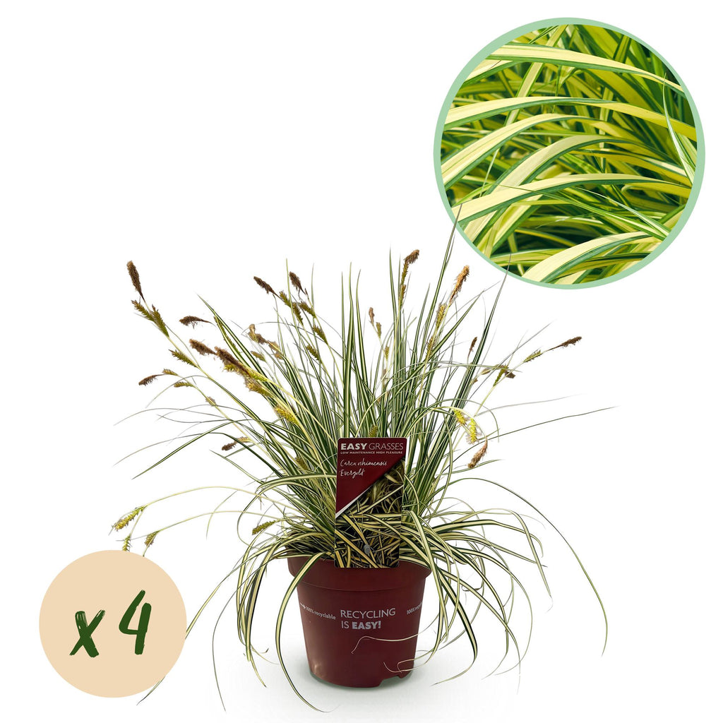 Green boutiQ - Graminées ornementales - Carex oshimensis Evergold - Jaune & Vert - 4 Plantes - Persistant - Peu d'entretien - Pot 17cm Hauteur 50cm