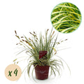 Green boutiQ - Graminées ornementales - Carex oshimensis Evergold - Jaune & Vert - 4 Plantes - Persistant - Peu d'entretien - Pot 17cm Hauteur 50cm